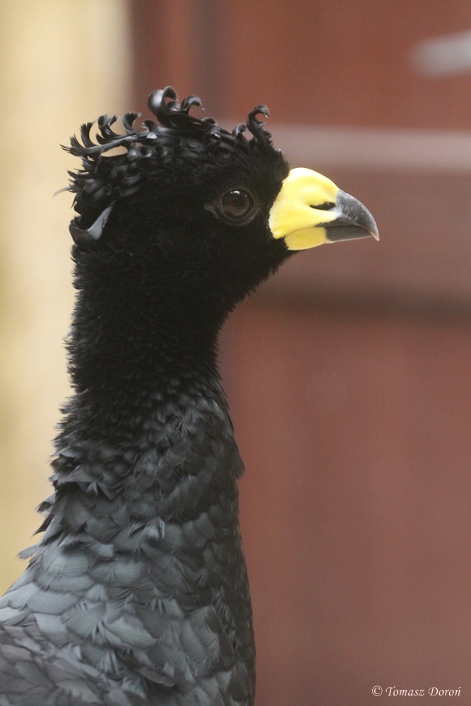 Yellow-knobbed Curassow (Crax daubentoni) June 2011