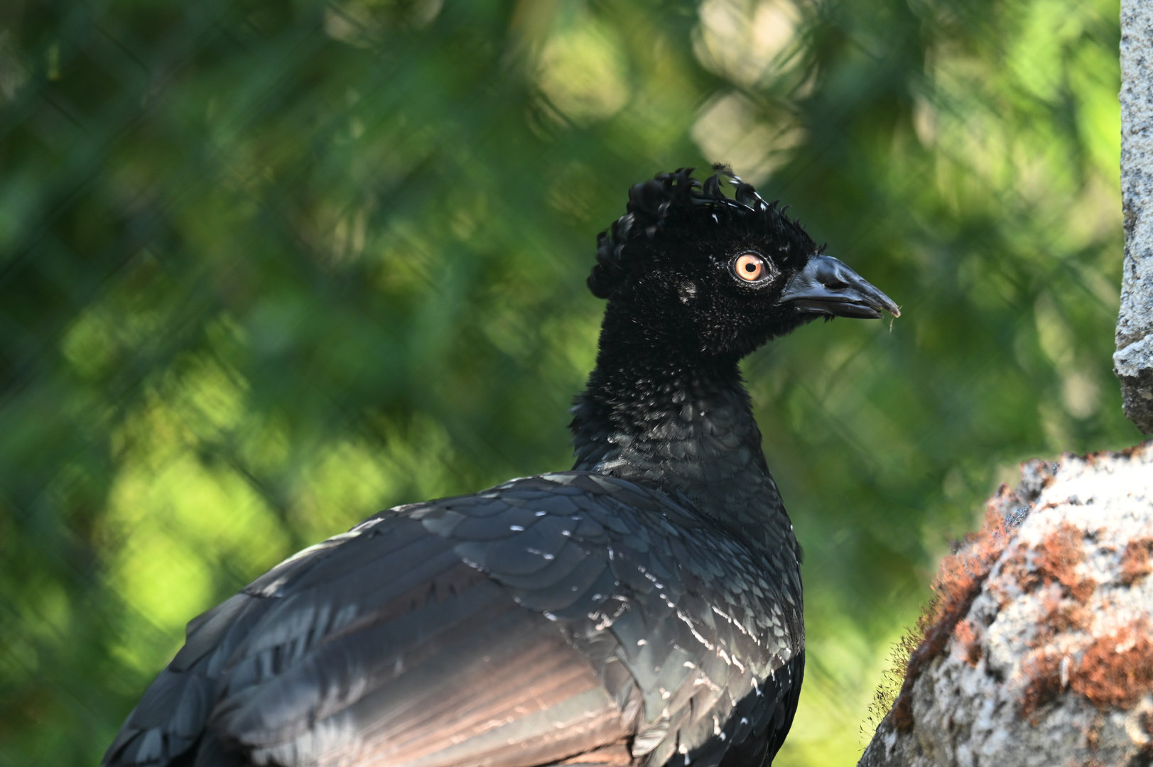 Yellow-knobbed Curassow Crax daubentoni