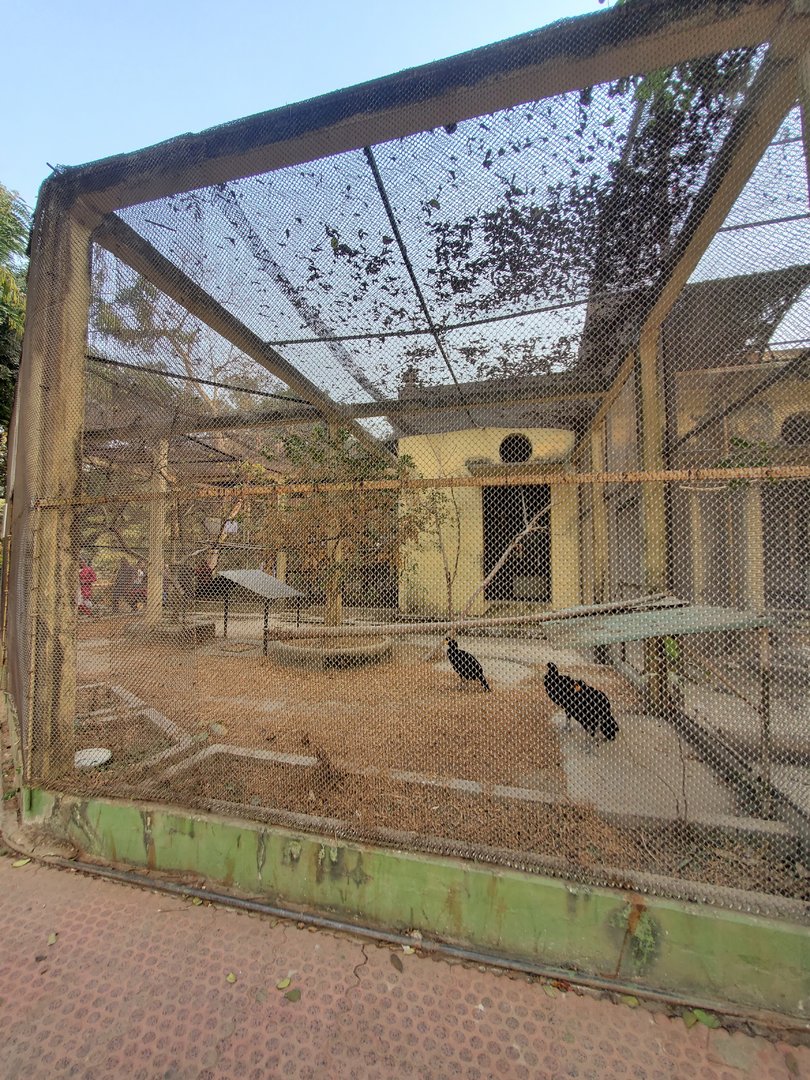 Yellow-Knobbed Curassow Exhibit - January 2023
