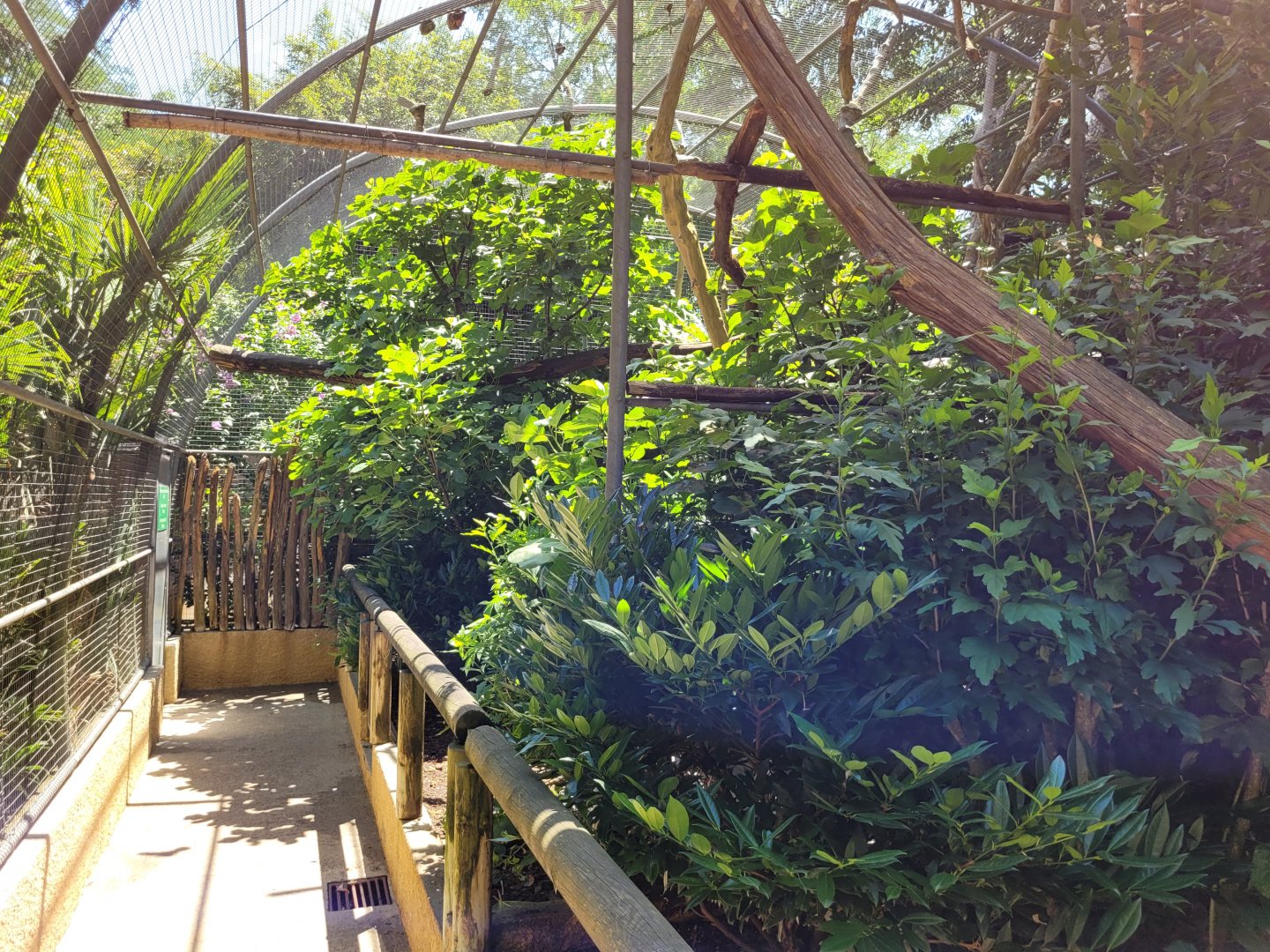 Yellow-knobbed curassow exhibit -Zoo d'Asson (2022)