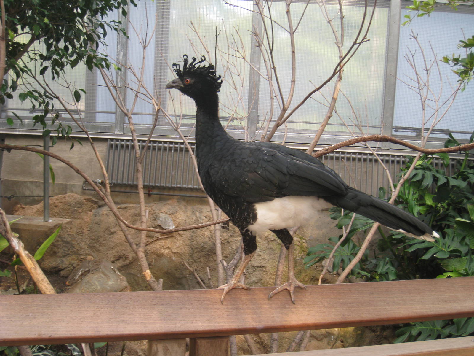 Yellow-knobbed Curassow (female)