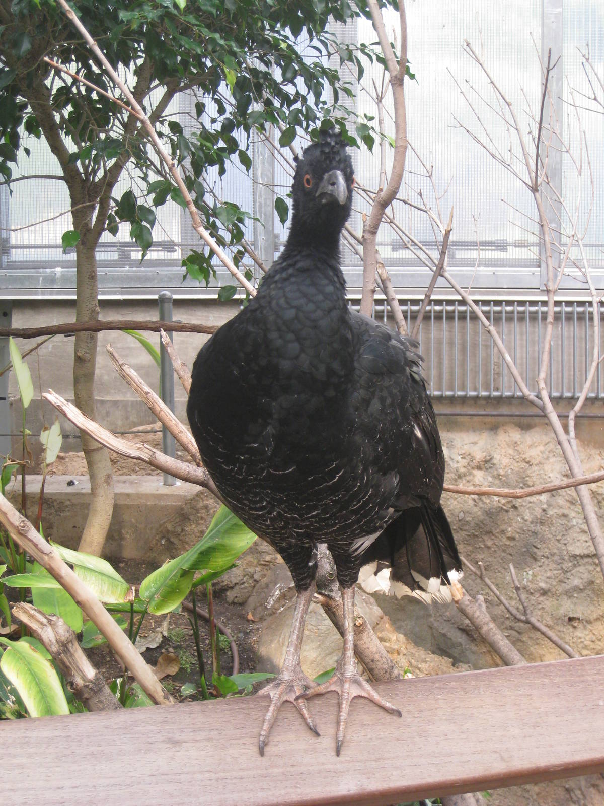 Yellow-knobbed Curassow (female)