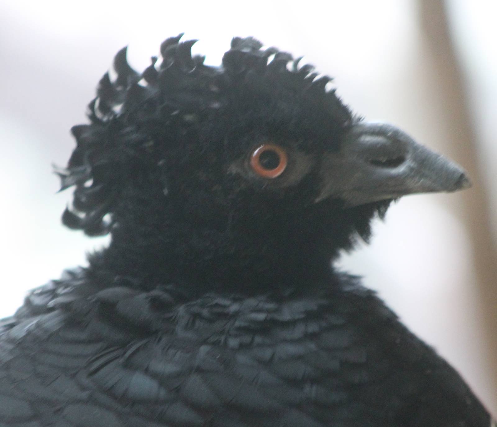 Yellow-knobbed curassow female