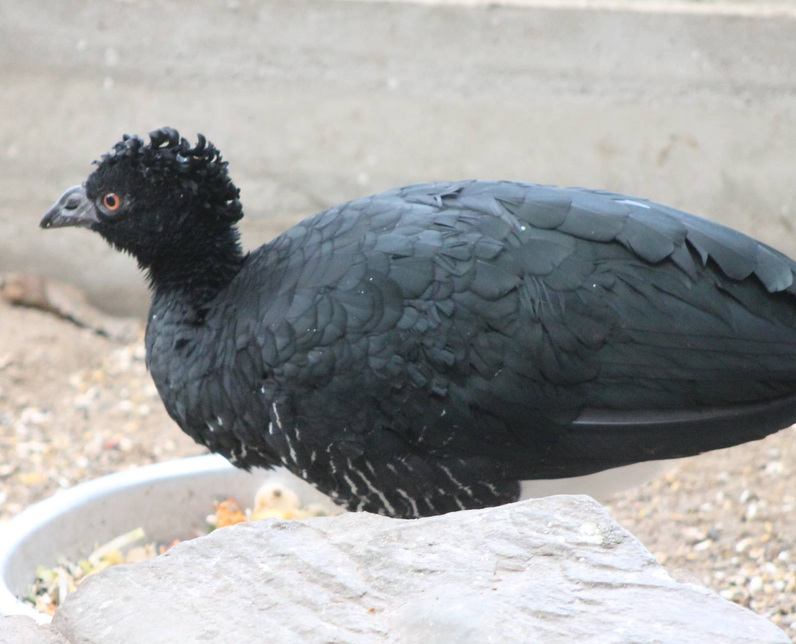 Yellow-knobbed curassow female
