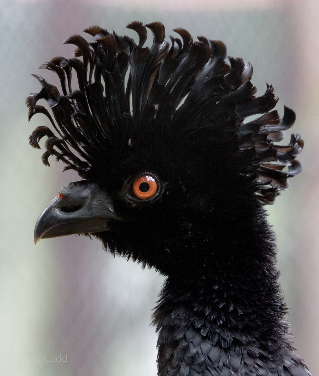 Yellow-knobbed curassow : Hamerton : 16 Aug 2020