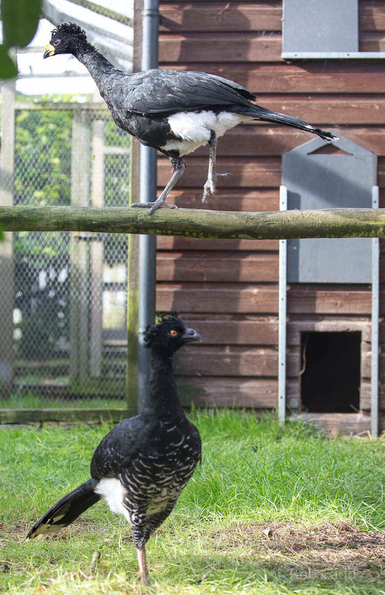 Yellow-knobbed curassow : Hamerton : 25 Oct 2015