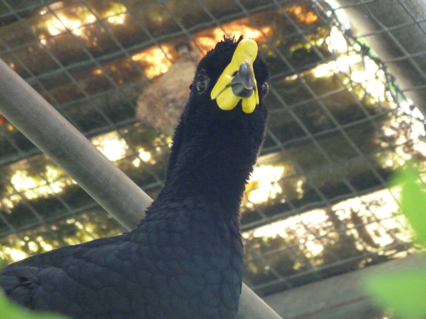 Yellow-knobbed curassow -Zoo d'Asson (2025)