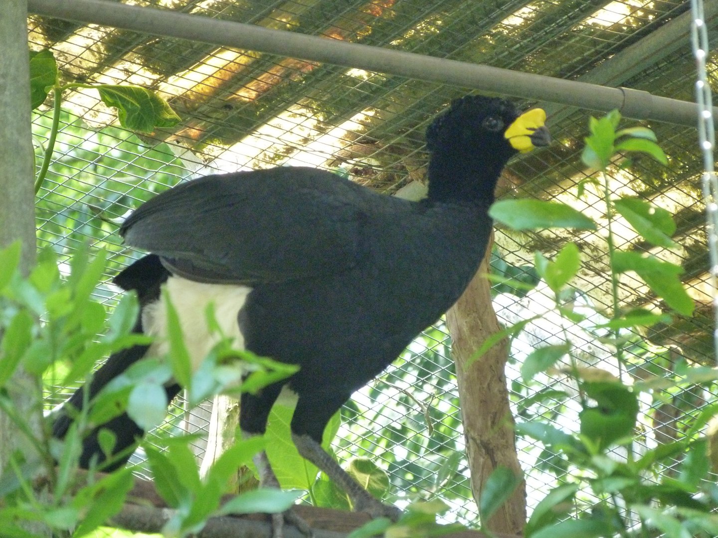 Yellow-knobbed curassow -Zoo d'Asson (2025)