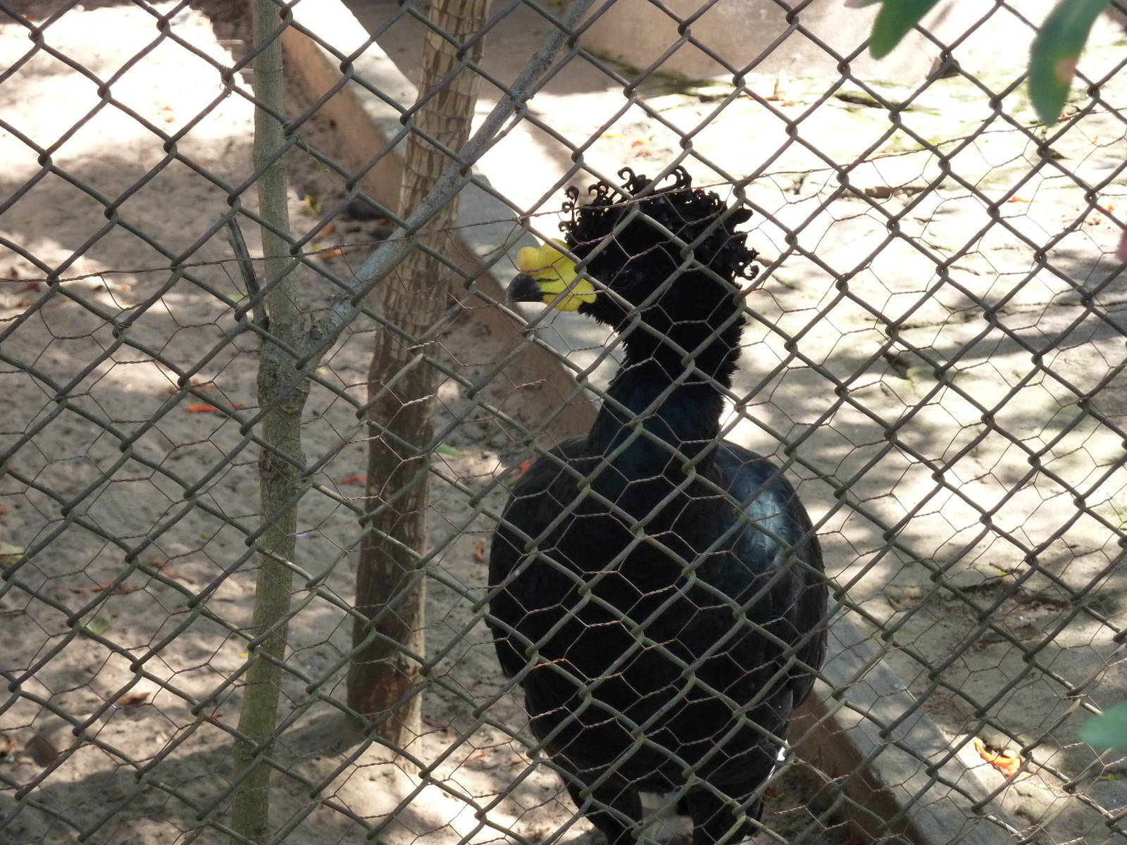 Yellow-knobbed curassow