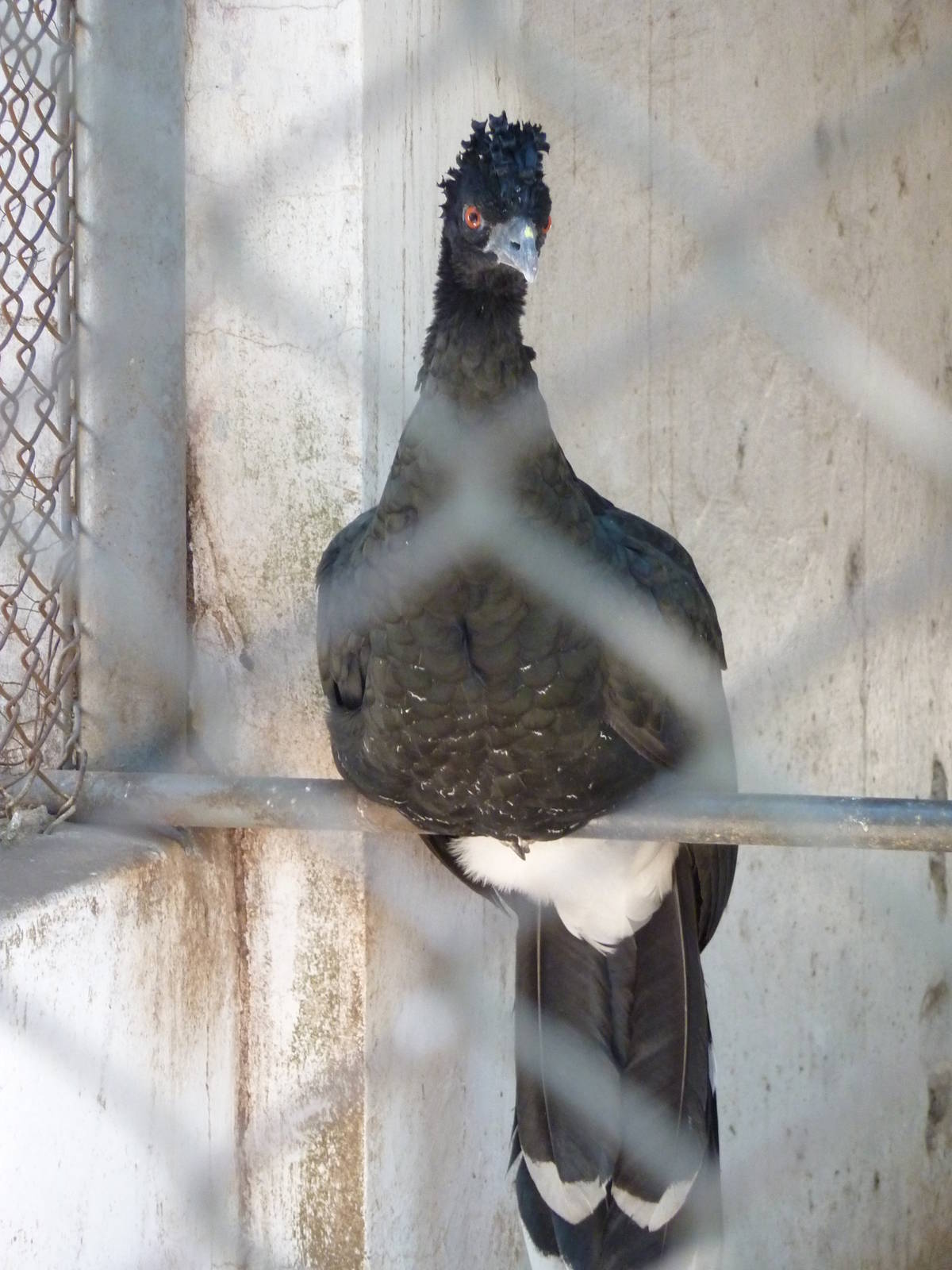 Yellow-knobbed curassow