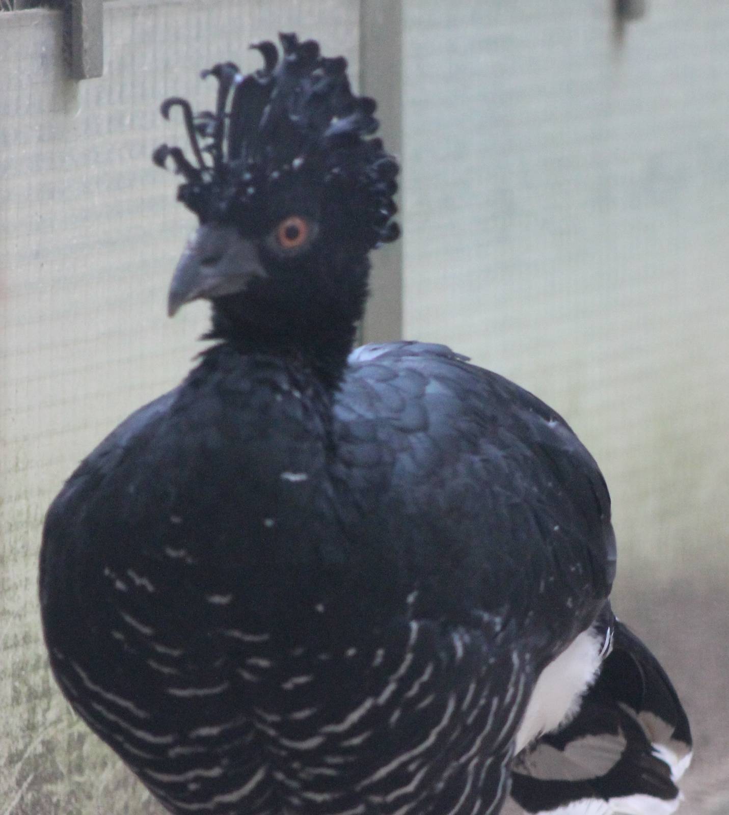 Yellow-knobbed curassow