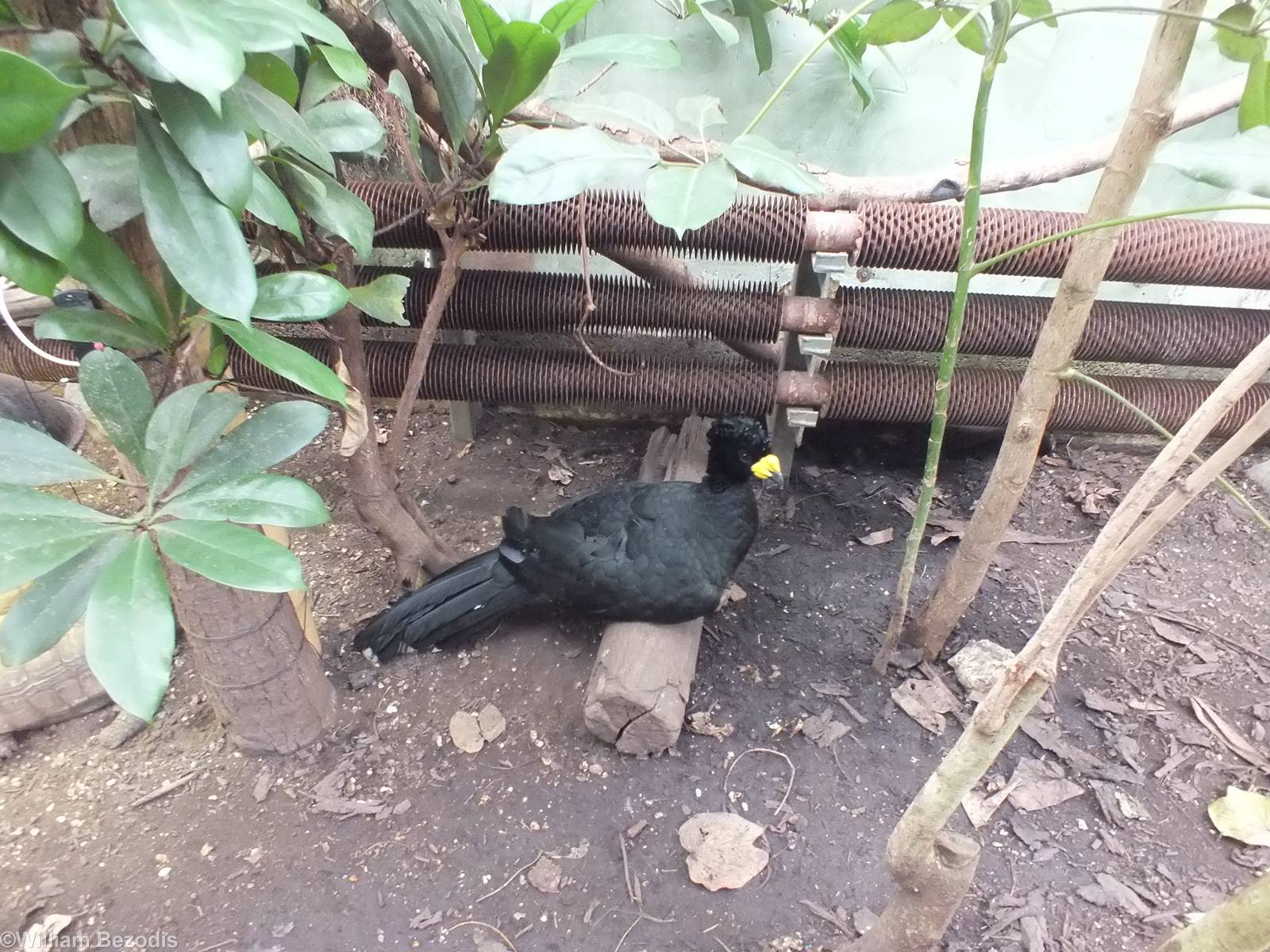 Yellow-knobbed Curassow