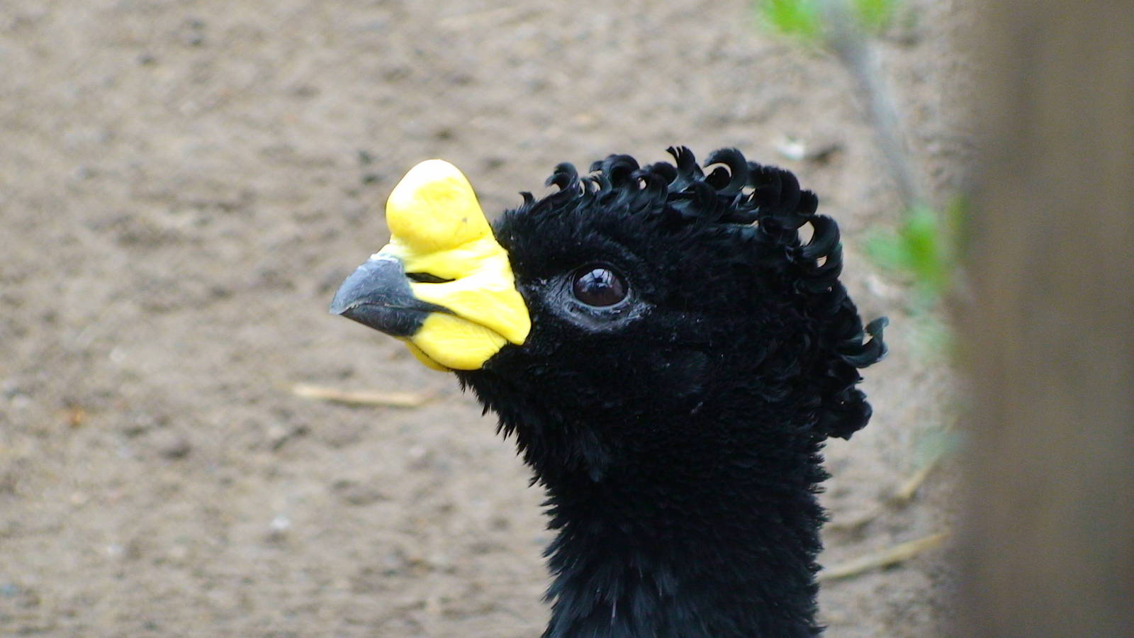Yellow Knobbed curassow