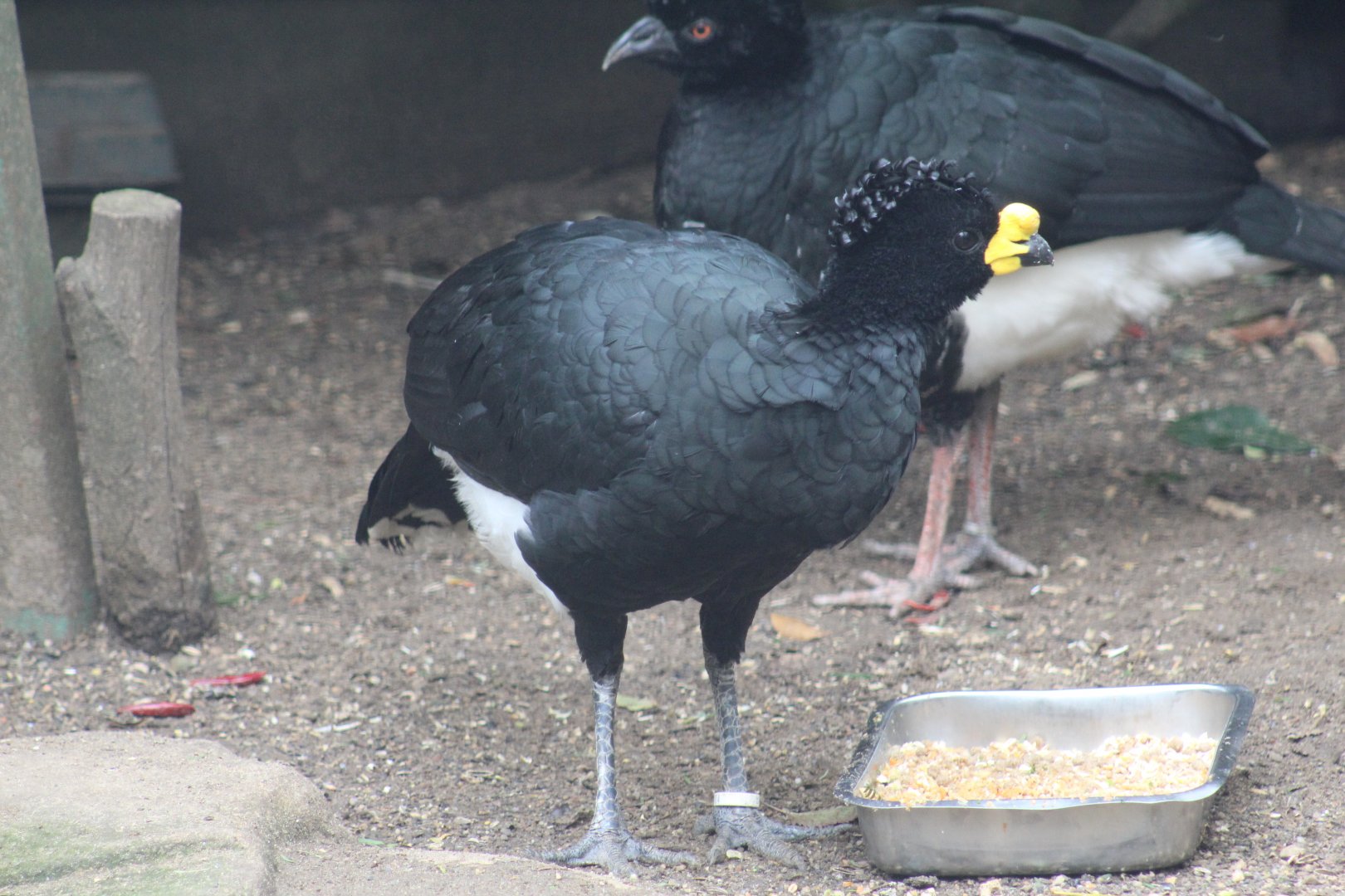 Yellow-Knobbed Curassow