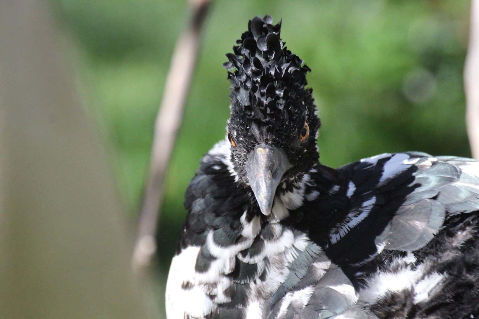 Yellow-knobbed Curassow