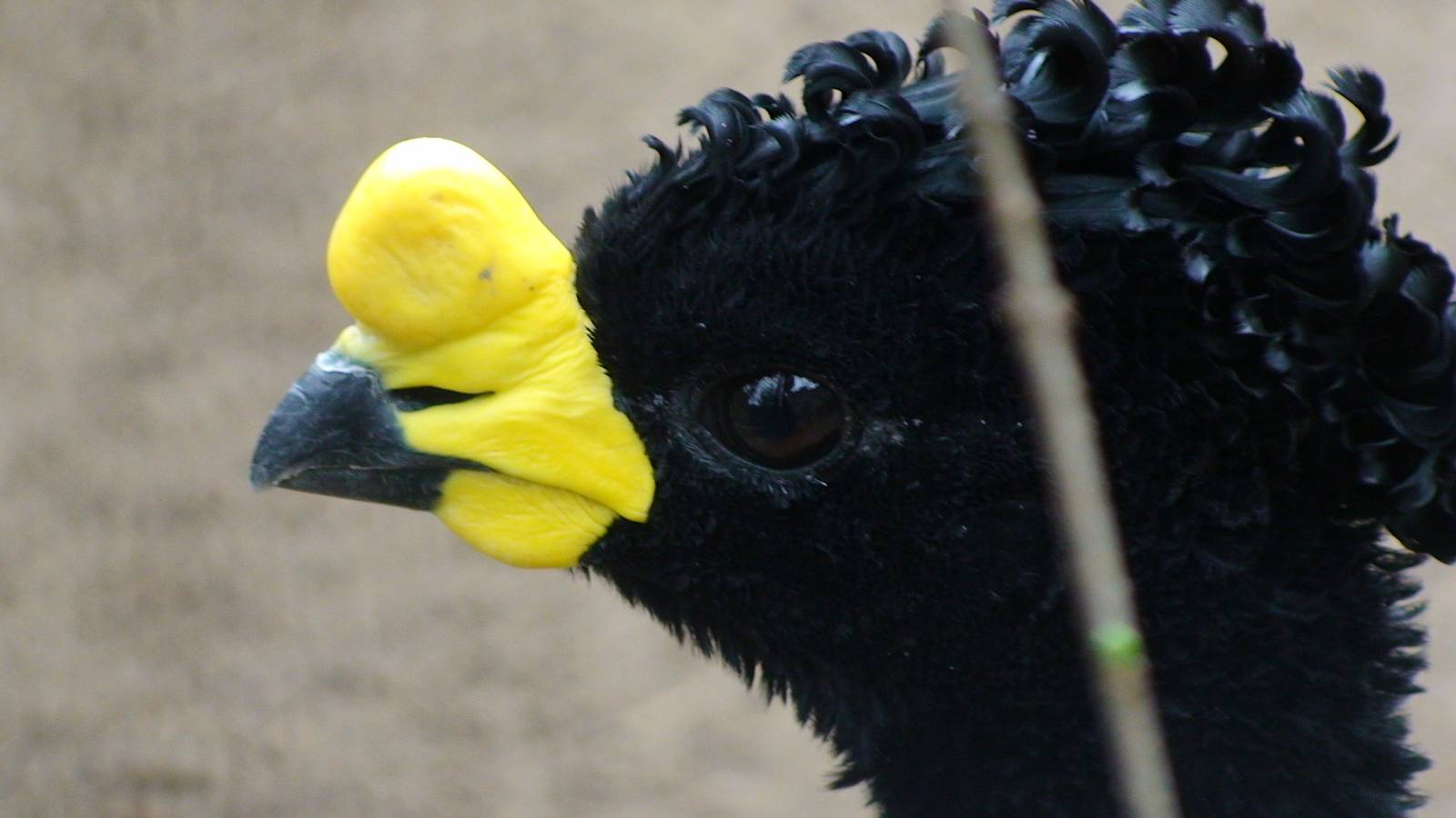 Yellow Knobbed Curassow