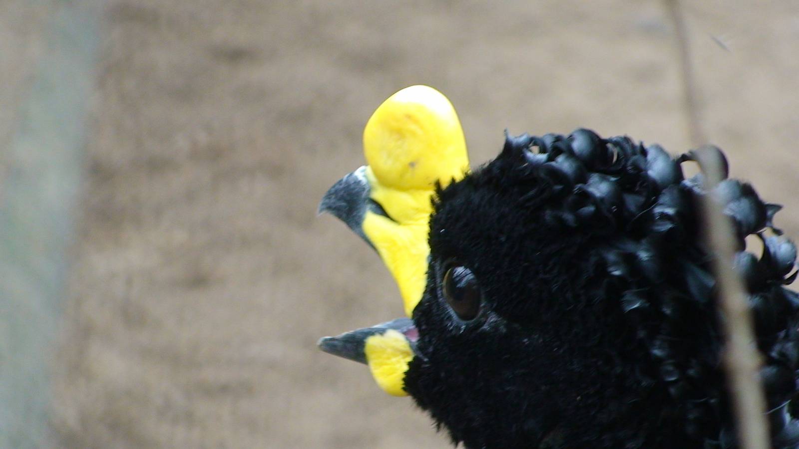 Yellow Knobbed Curassow