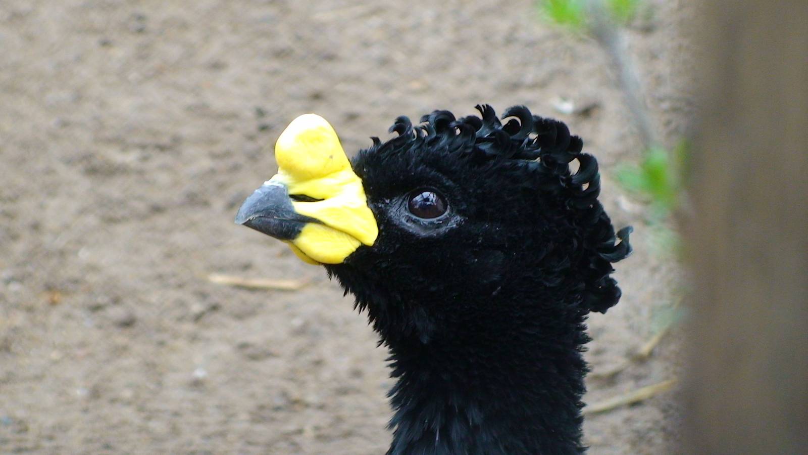 Yellow Knobbed Curassow