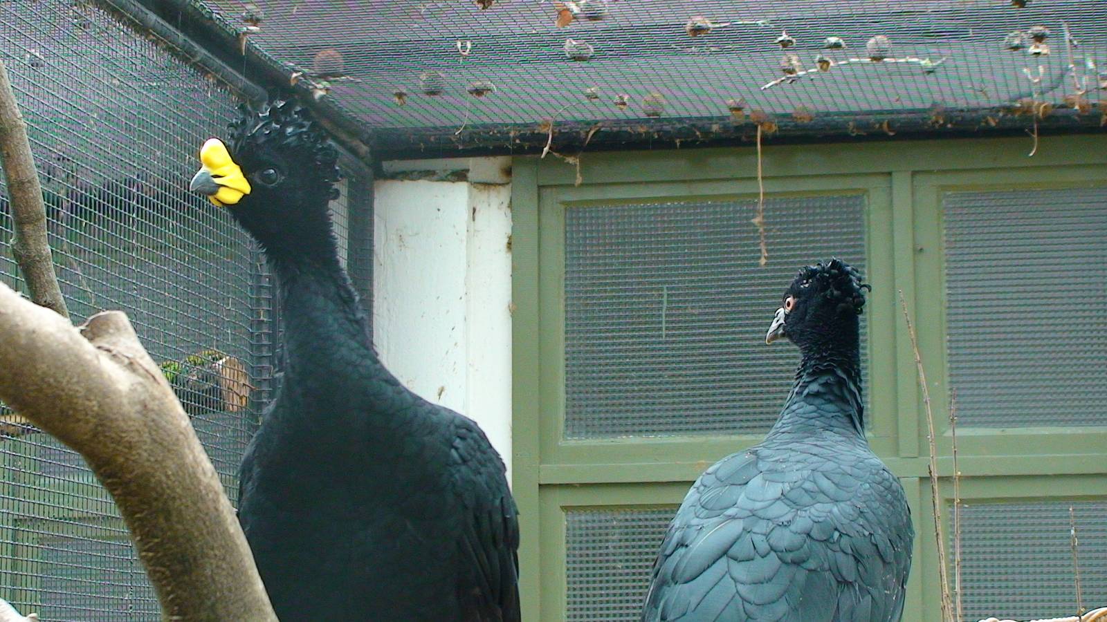 Yellow Knobbed Curassow