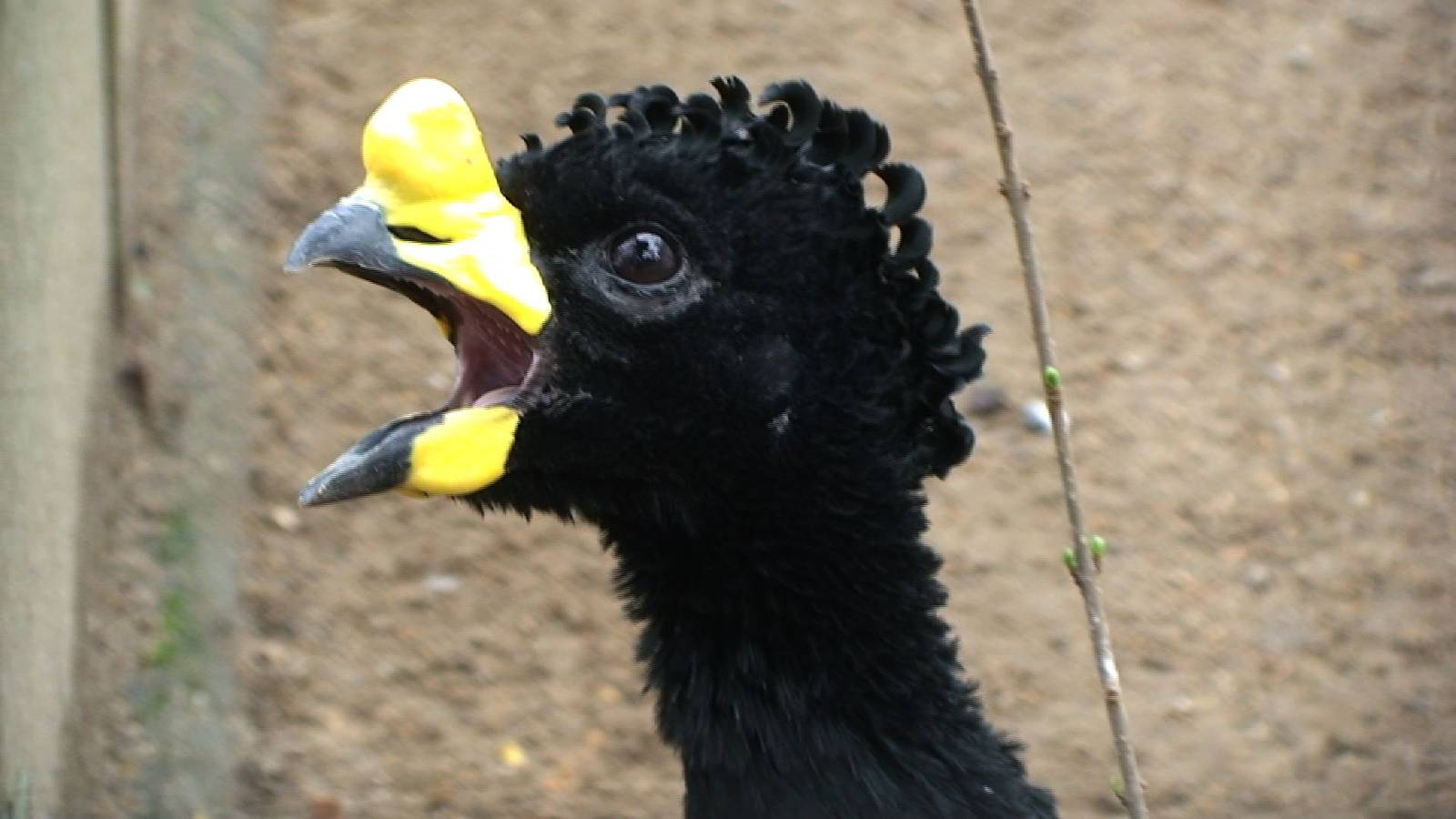 Yellow Knobbed Curassow
