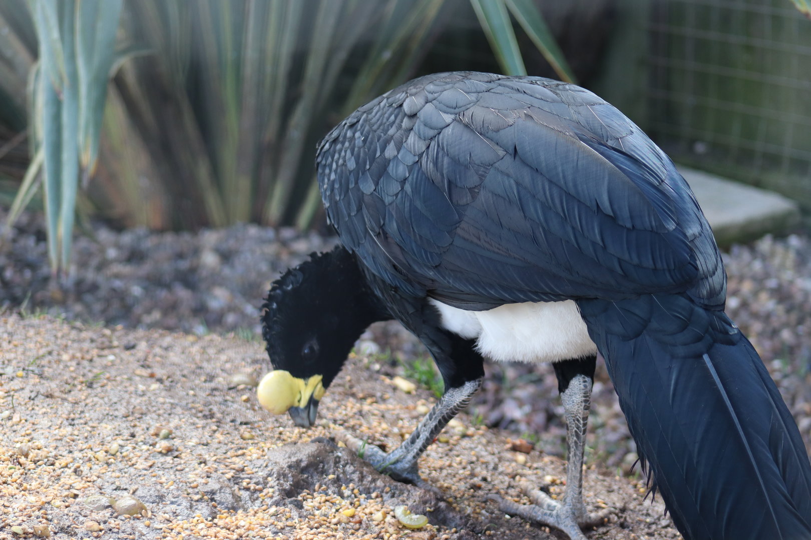 Yellow-knobbed Curassow