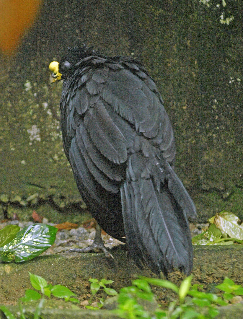 Yellow-knobbed curassow
