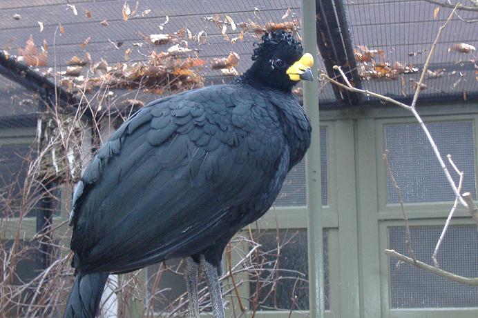 Yellow Knobbed Currasow Antwerp