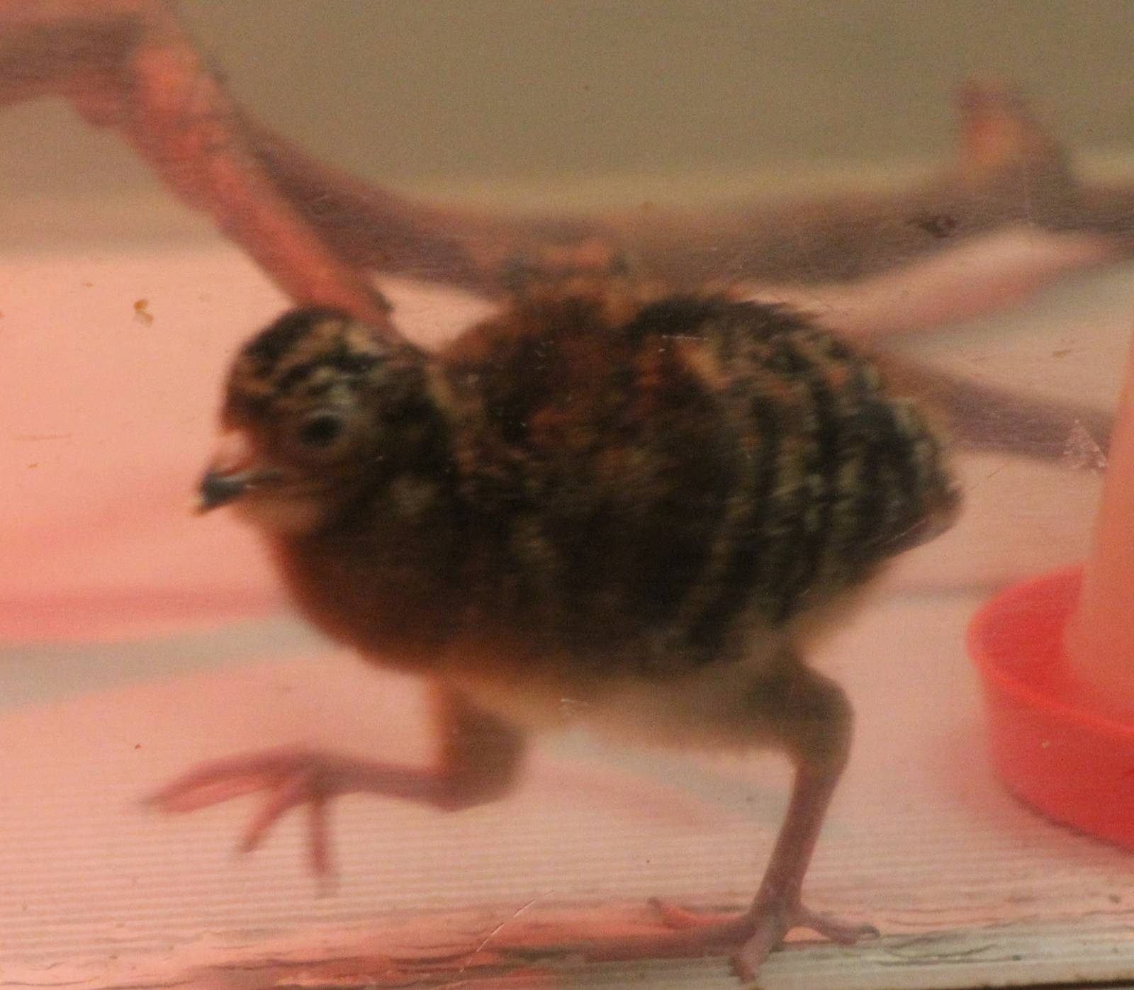 Yellow knobbed currasow chick