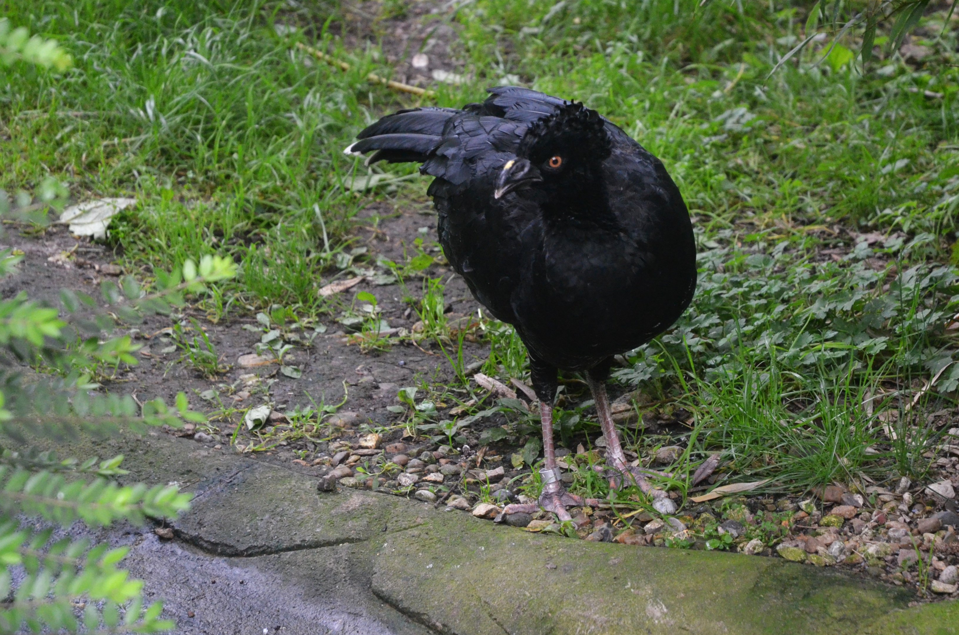 Yellow-knobbed Currassow at CERZA, 10/06/18