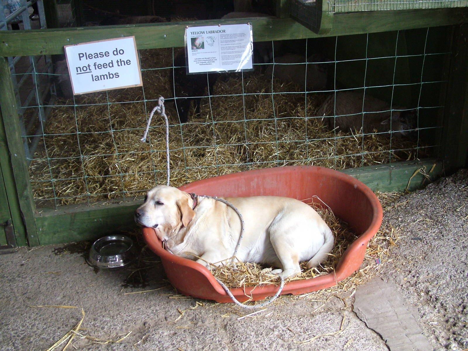 Yellow Labrador at Noah's Ark Zoo Farm 2006