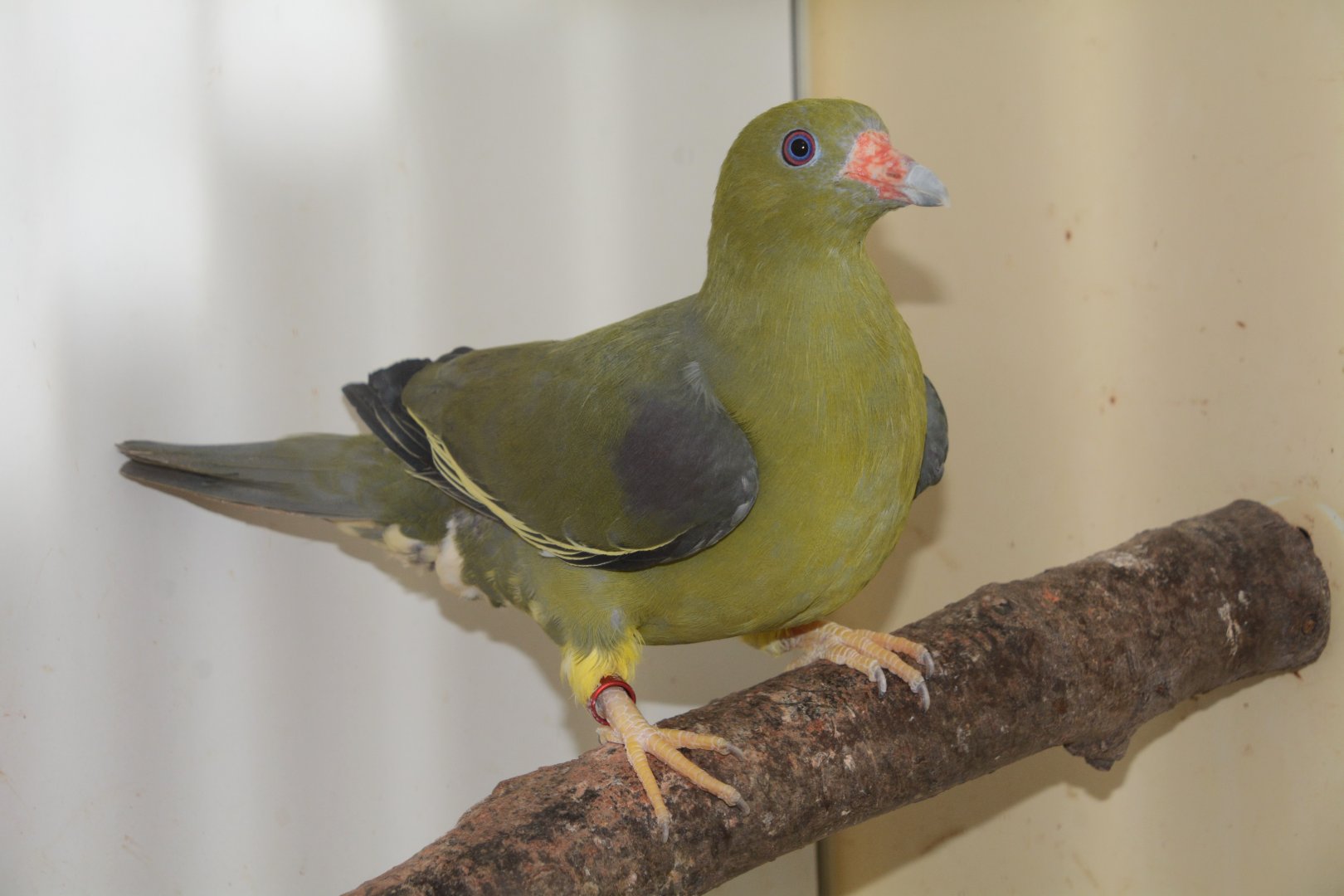 Yellow-legged African green pigeon (Treron calvus nudirostris)