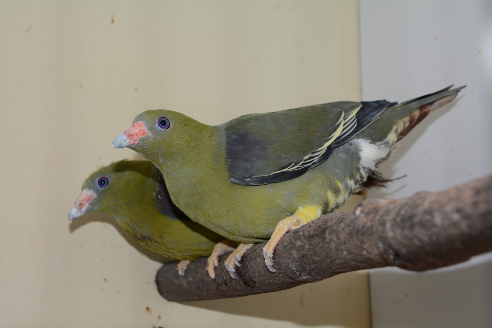 Yellow-legged African green pigeon (Treron calvus nudirostris)