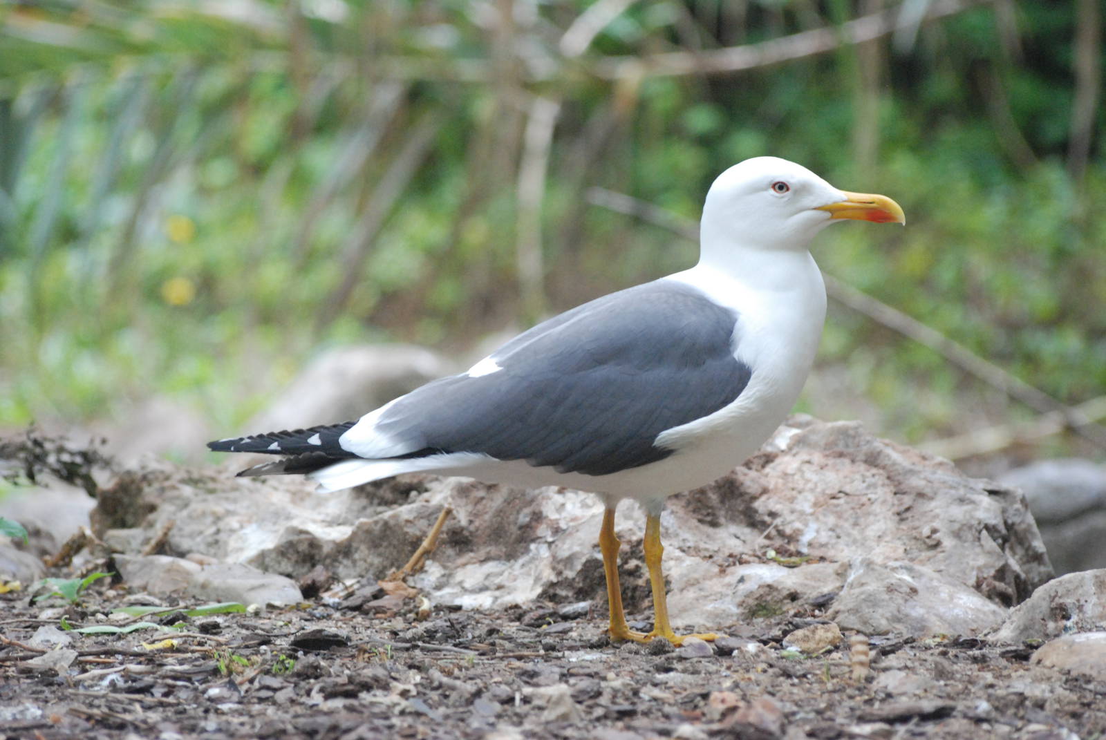 Yellow-legged Gull at Faunia, 27/05/11