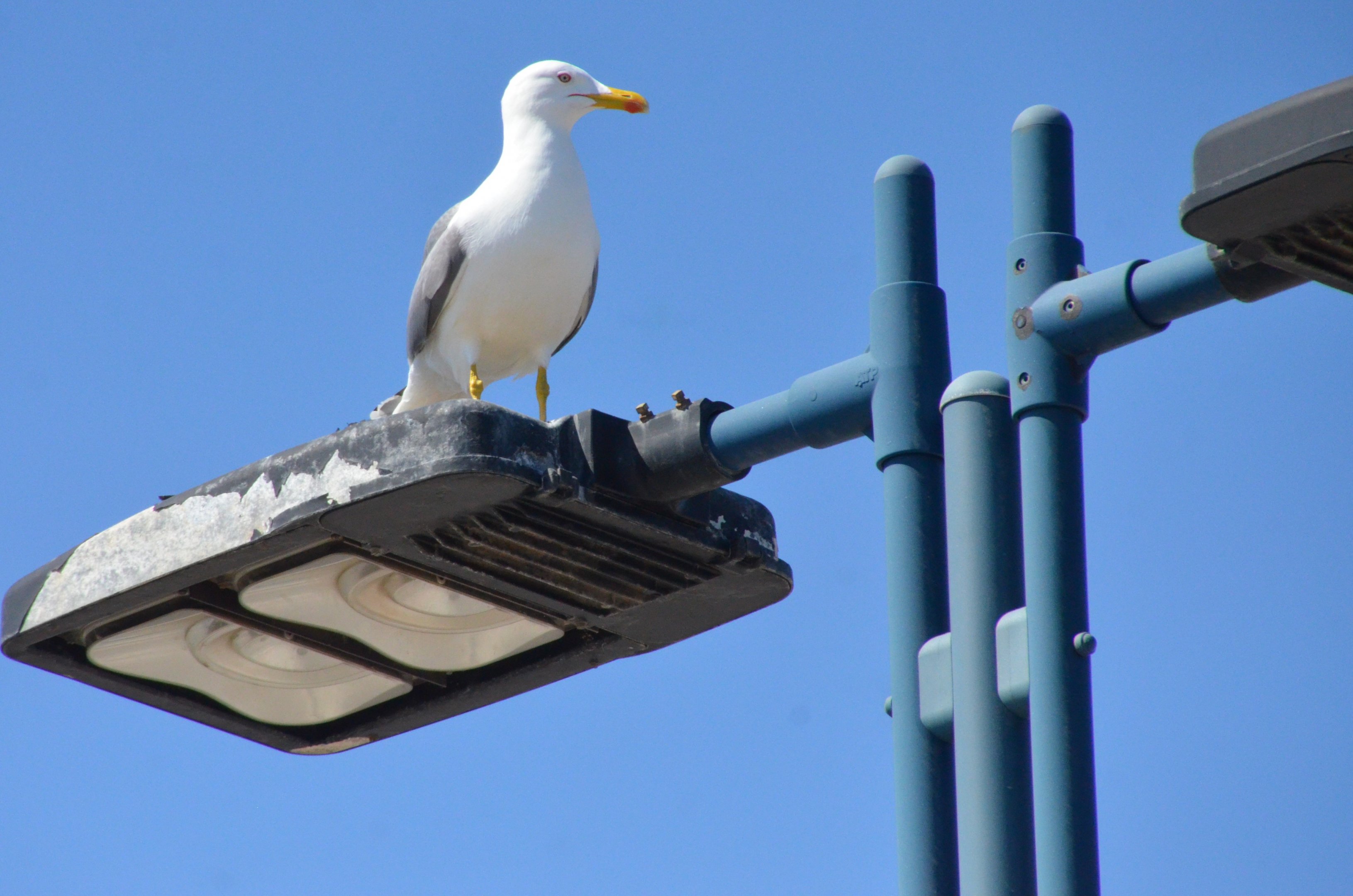 Yellow-legged Gull in Malaga, 11/03/19