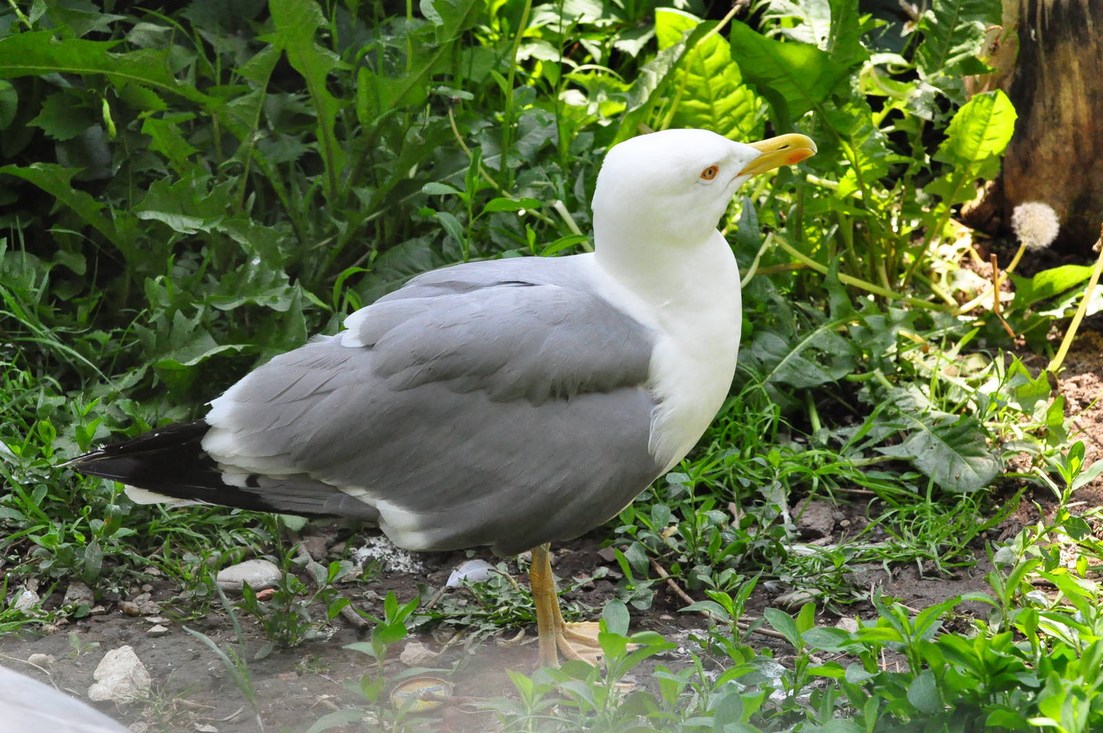 Yellow-legged gull/ Larus cachinnans