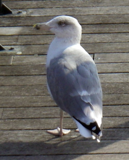 Yellow-legged Gull (Larus cachinnans)