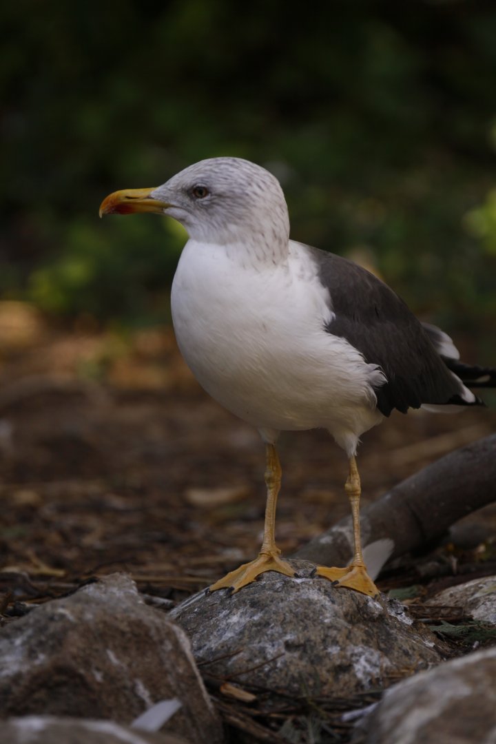 Yellow-legged gull