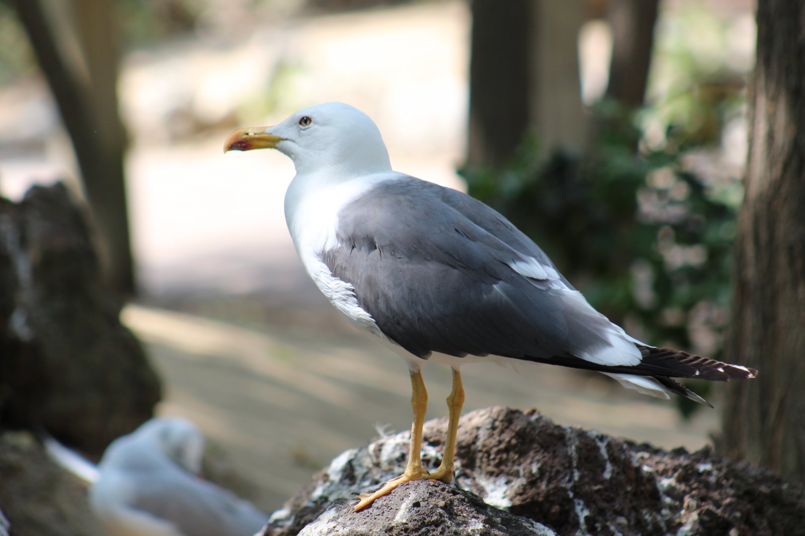 Yellow-Legged Gull