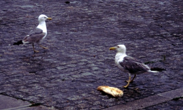 Yellow-legged Gulls (Larus cachinnans ssp. michahelles)