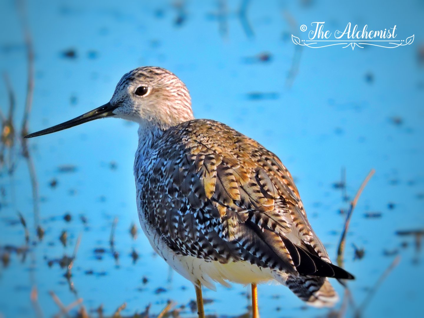 Yellow legged Sandpiper