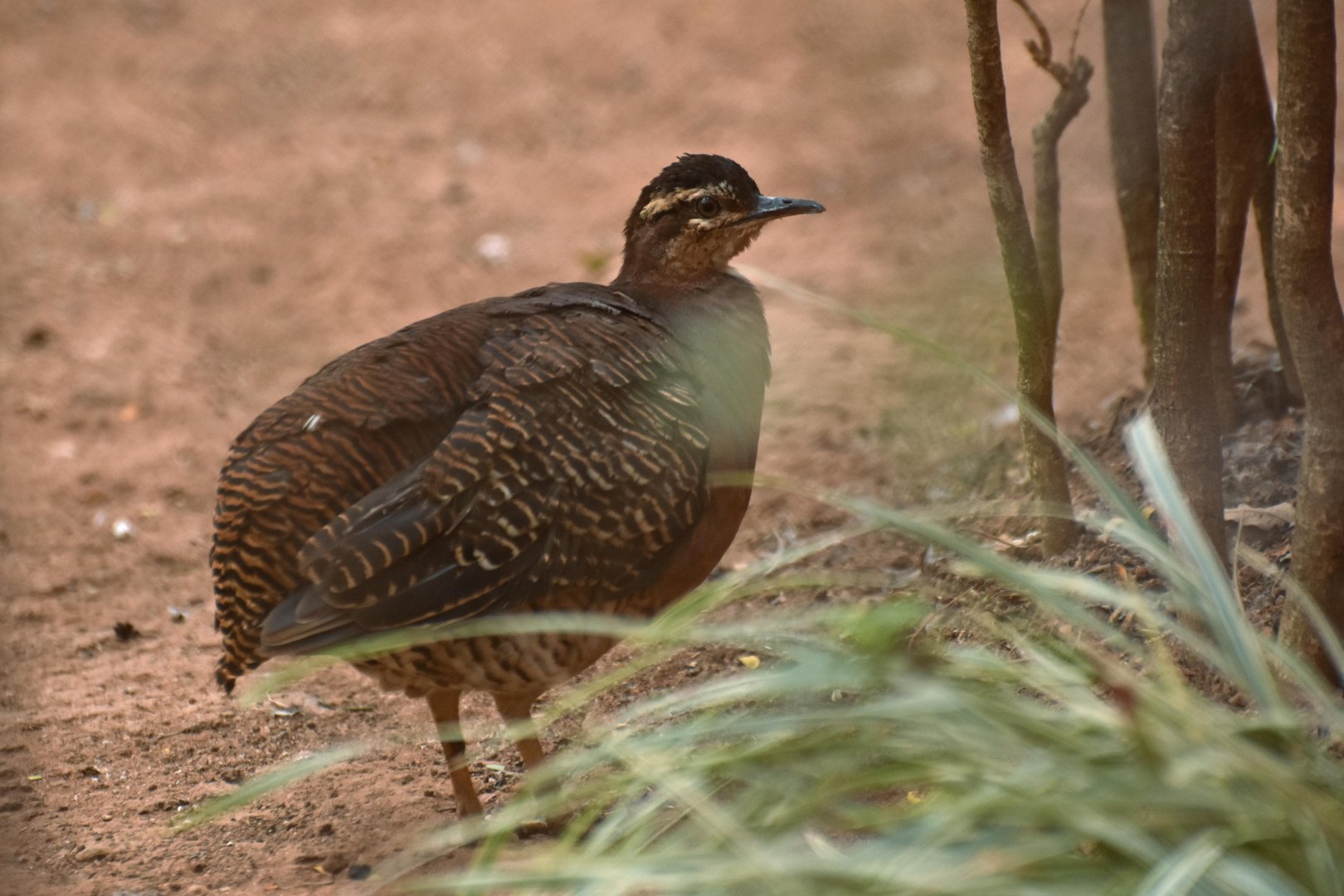 Yellow-legged Tinamou (Crypturellus noctivagus)