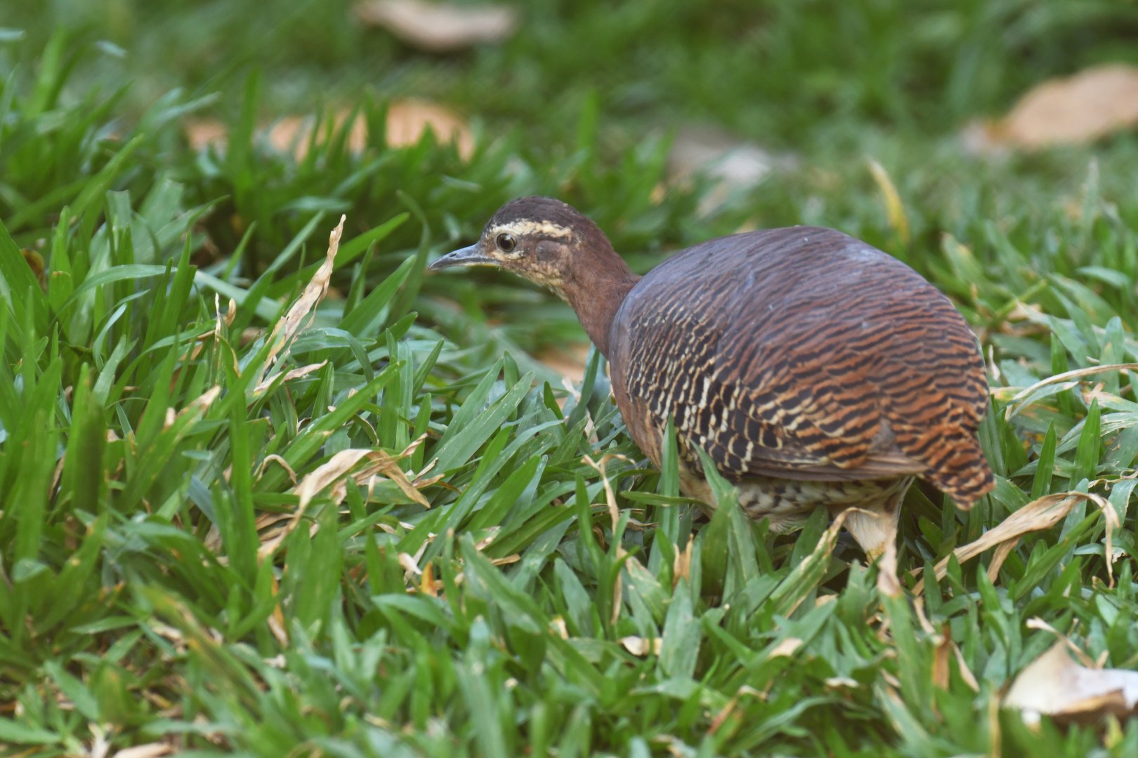 Yellow-legged Tinamou Crypturellus noctivagus