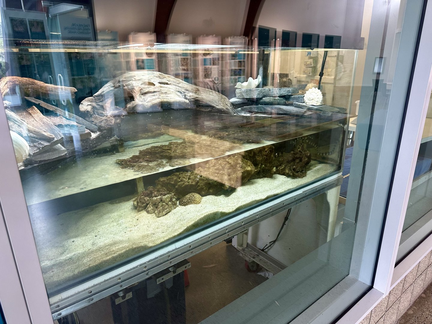 Yellow-lipped Sea Krait Exhibit (NZCCM)