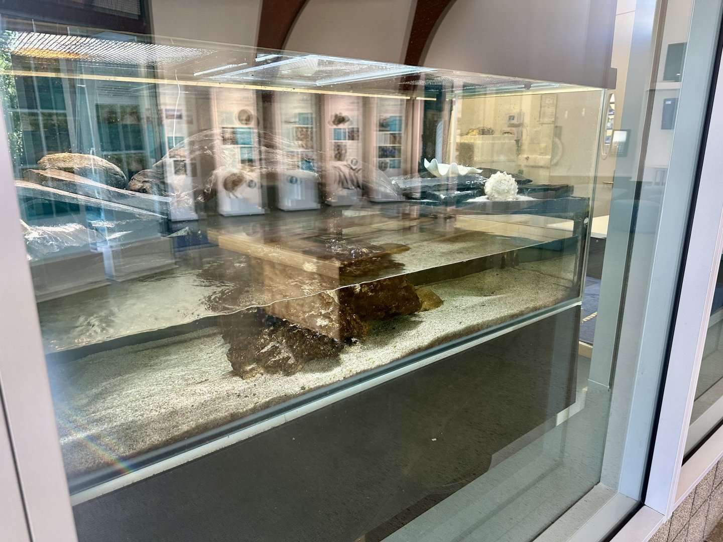 Yellow-lipped Sea Krait Exhibit