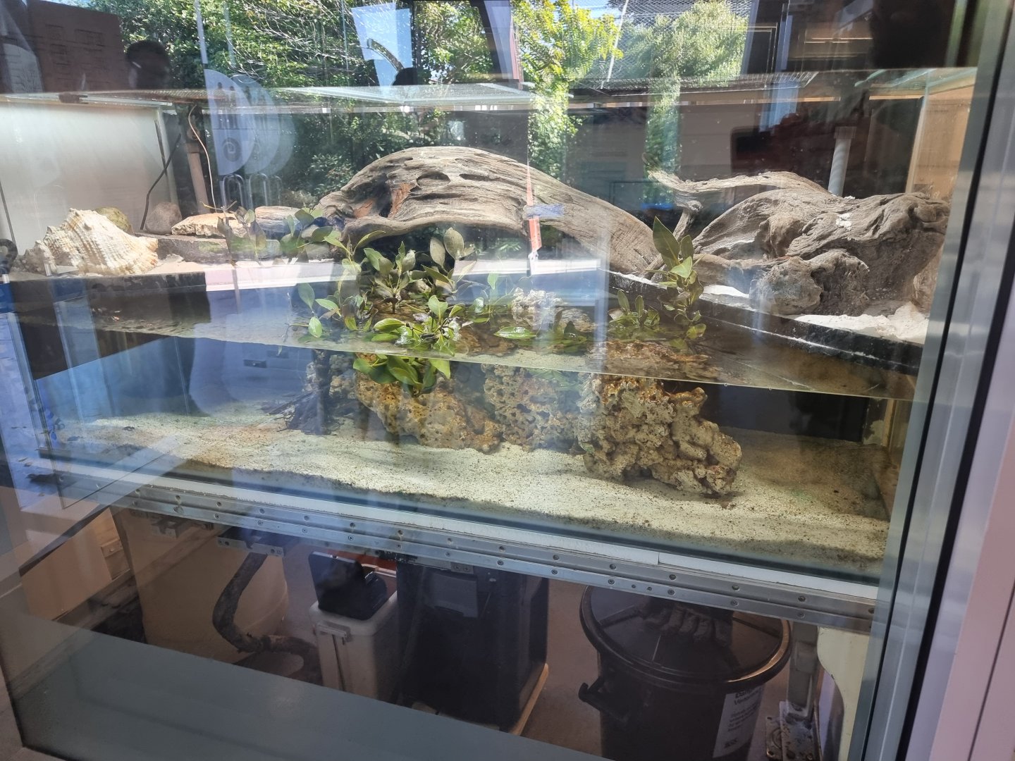 Yellow-Lipped Sea Krait (Laticauda colubrina) Habitat