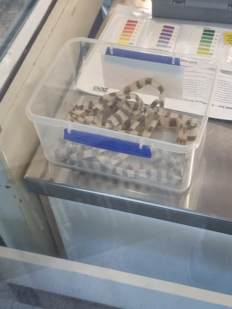 Yellow-Lipped Sea Krait (Laticauda colubrina) Shed skin