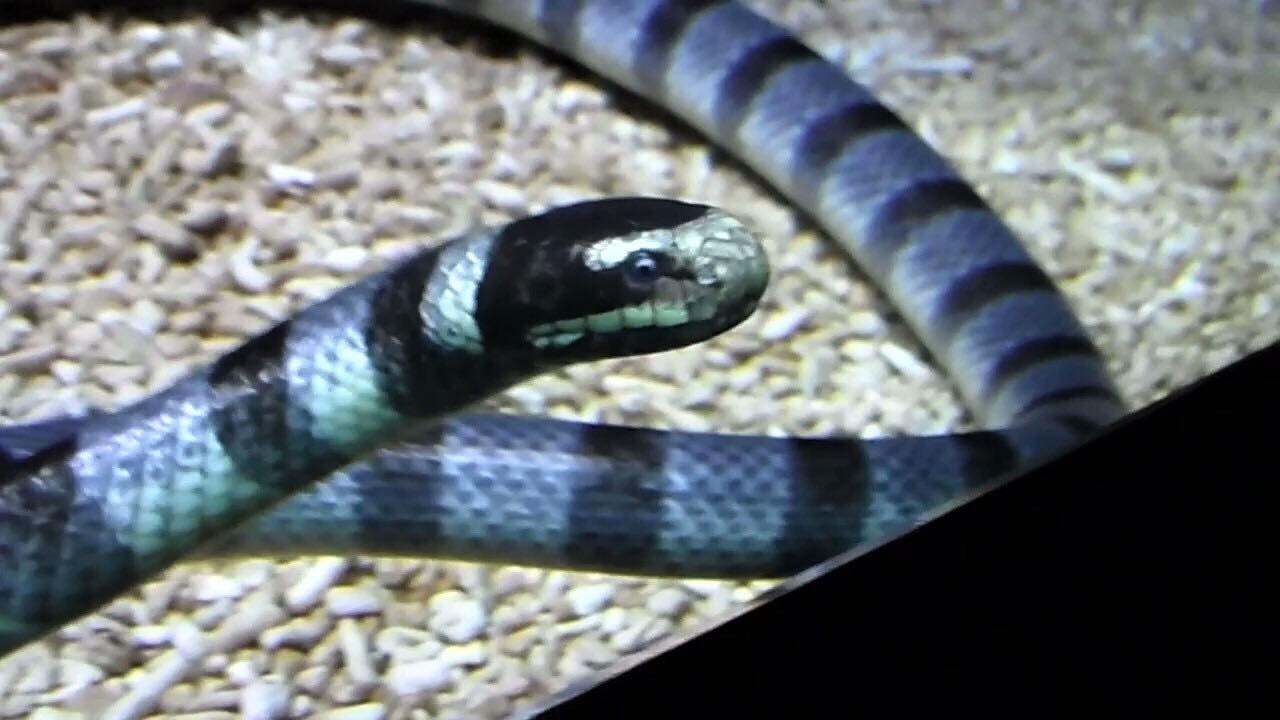 Yellow-lipped sea krait (Laticauda colubrina)