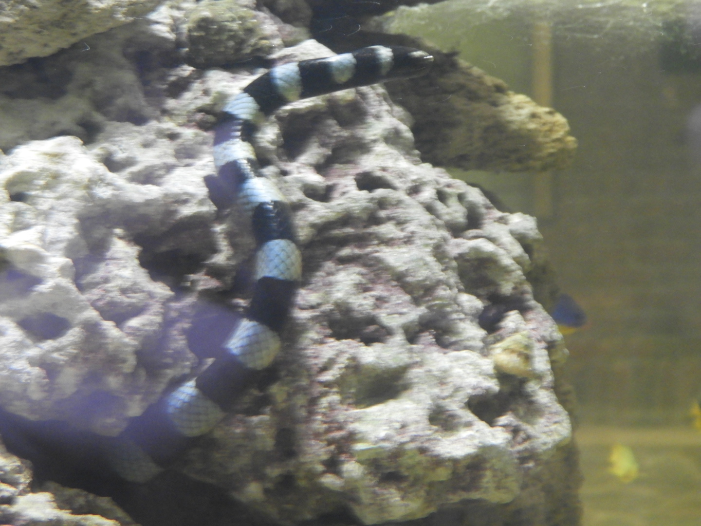 Yellow-lipped Sea Krait (Laticauda colubrina)