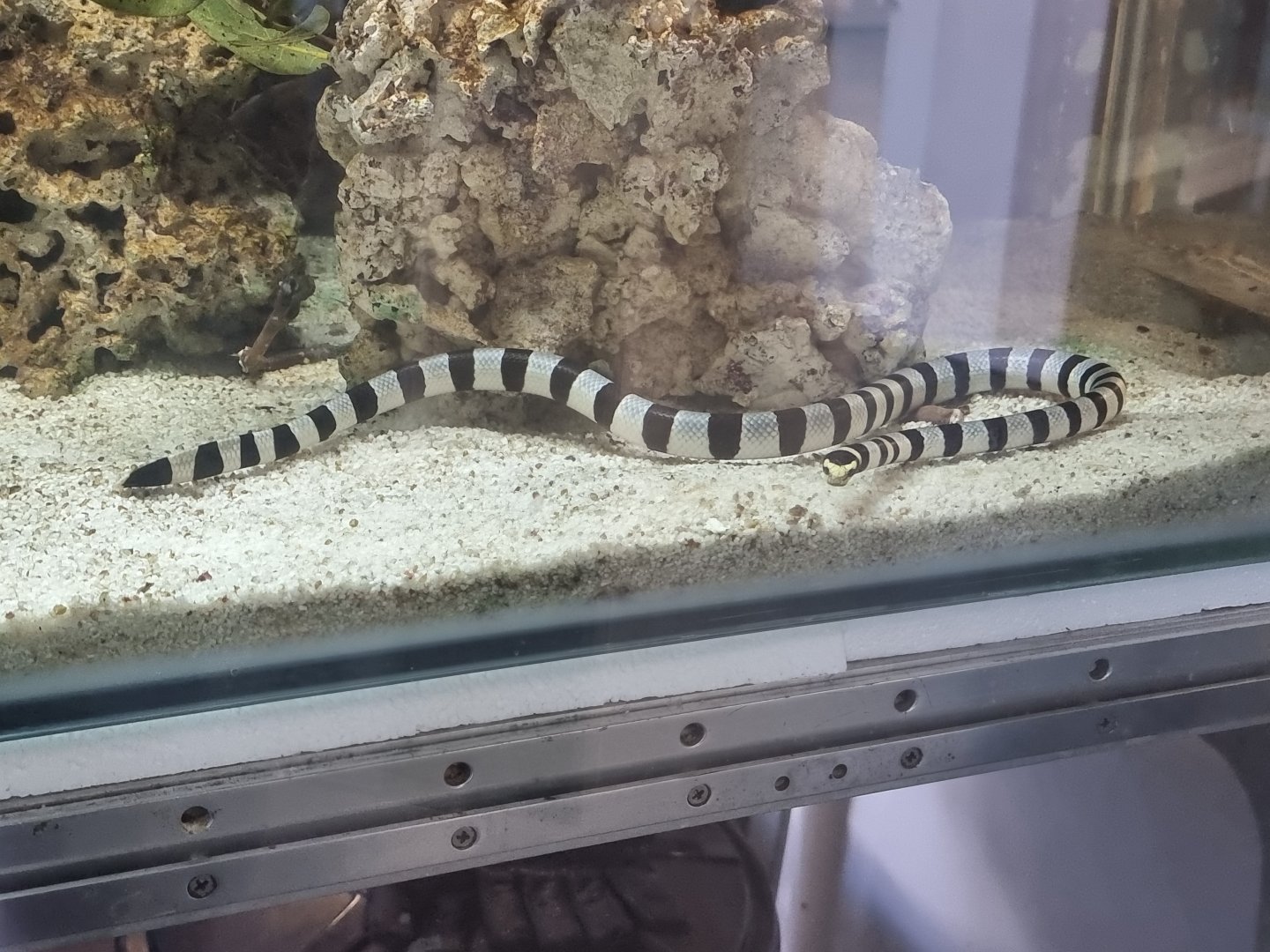 Yellow-Lipped Sea Krait (Laticauda colubrina)