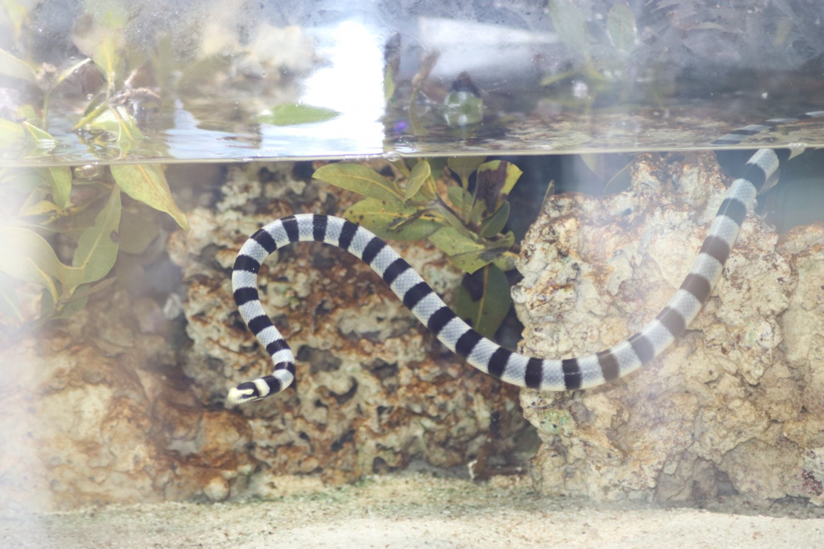 Yellow-Lipped Sea Krait (Laticauda colubrina)